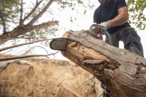 Tree Removal: What You Need to Know Before Taking a DIY Approach